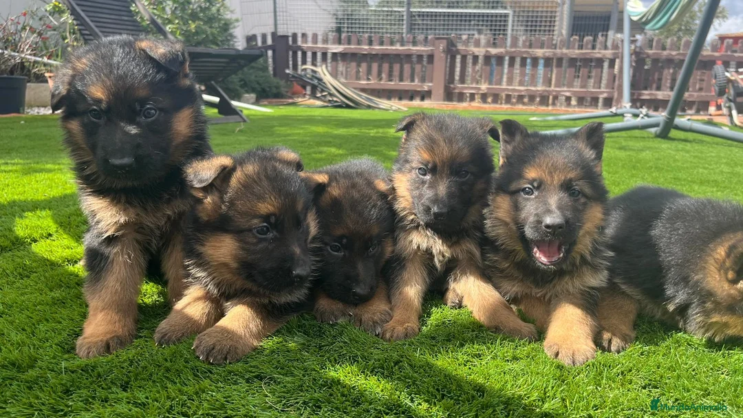 Pastor Alemán perros en venta: Cachorros de primera con toda la documentación  - Anuncio 6