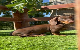 Teckel perros en venta: TECKEL MINIATURA HEMBRA - Imagen 18