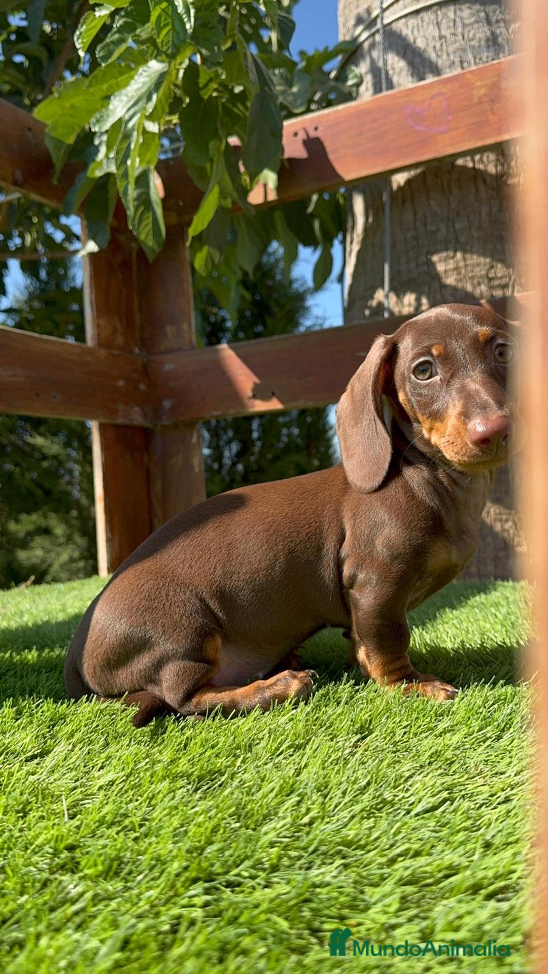 Teckel perros en venta: TECKEL MINIATURA HEMBRA - Imagen 18