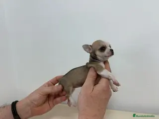 Chihuahua perros Chihuahua mini - Anuncio 3