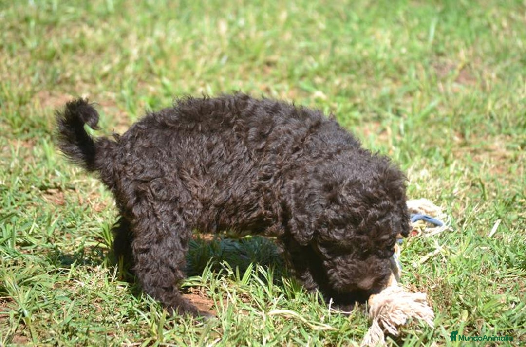 Perro de Agua Español perros en venta: Cachorras hembras de perro de agua español - Imagen 7