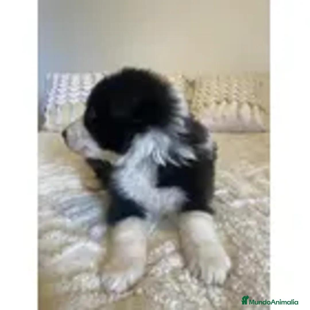 Border Collie perros en venta: cachorritos de border collie  - Anuncio 5