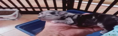 Chihuahua 3