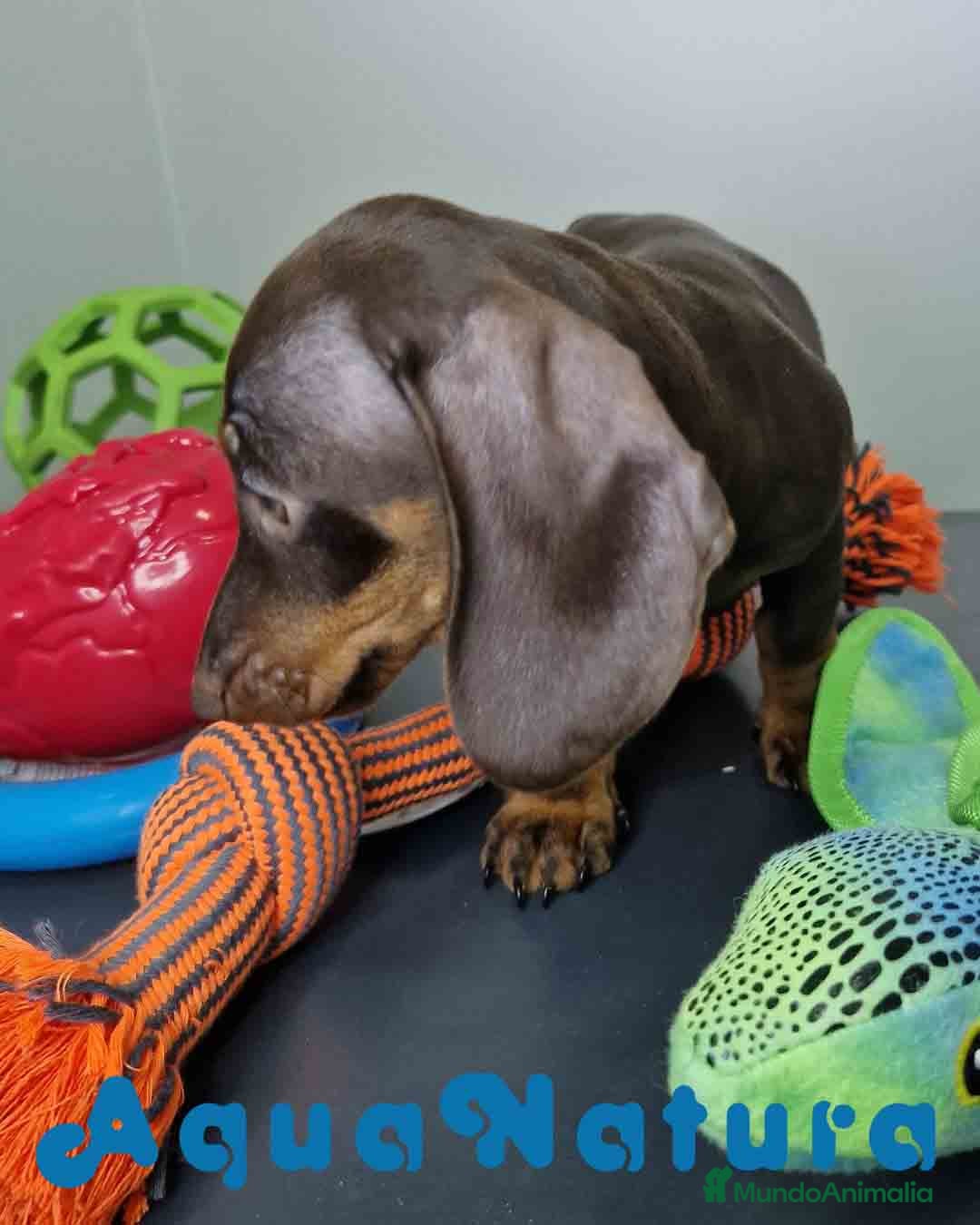 Teckel Miniatura perros en venta: Teckel Hembra DCD 5778 AQUANATURA - Imagen 4