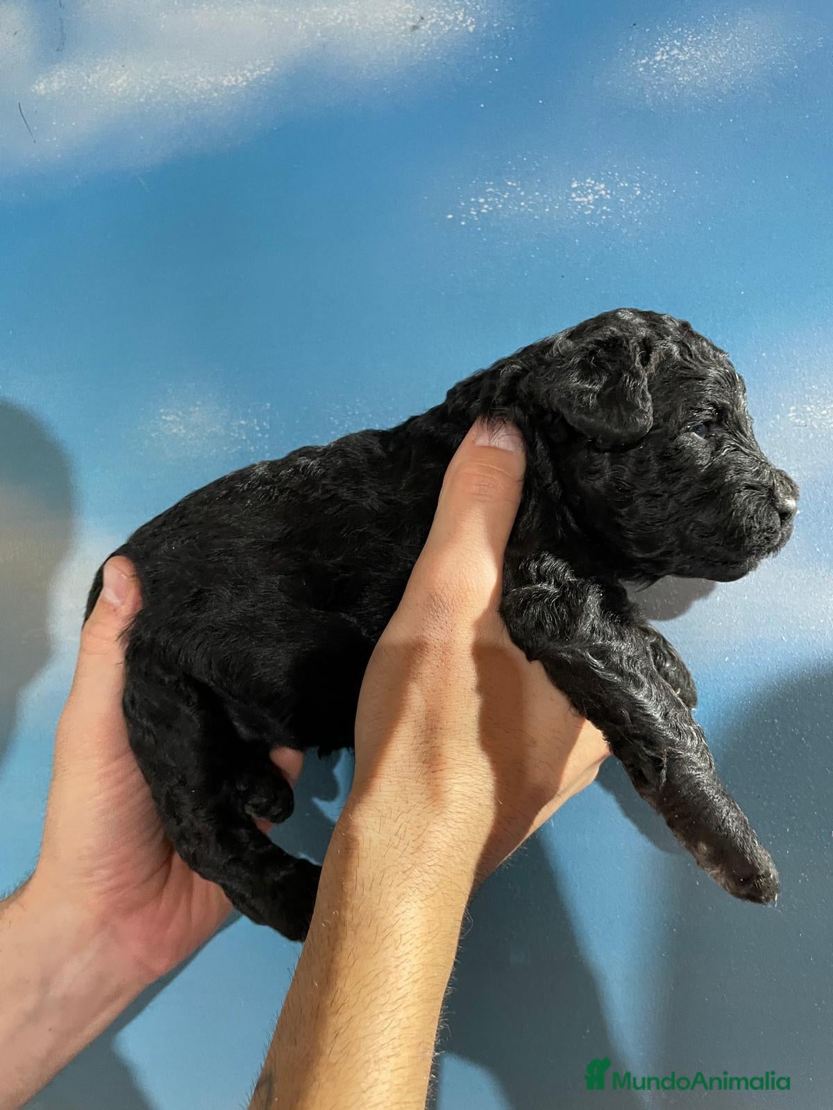 Perro de Agua Español perros en venta: ABRIMOS reservas  - Anuncio 10