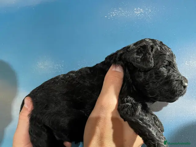 Perro de Agua Español perros en venta: ABRIMOS reservas - Anuncio 10