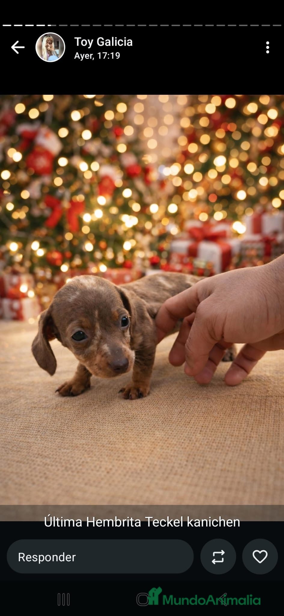 Teckel Miniatura perros Teckel Kanichen  - Anuncio 2