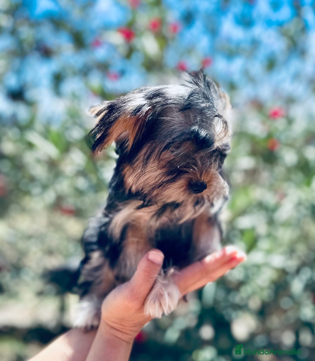 Yorkshire Terrier perros en venta: YORKSHIRE TOY HEMBRITA  - Imagen 6
