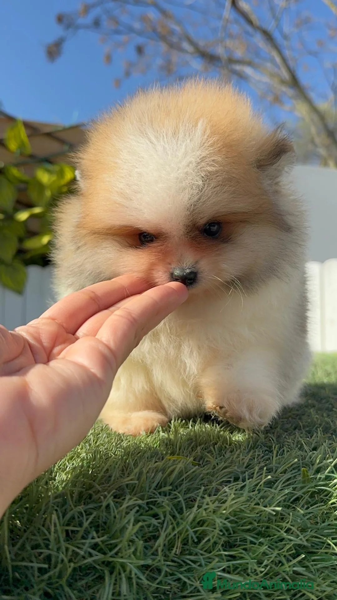 Pomerania perros en venta: POMERANIA - Anuncio 7