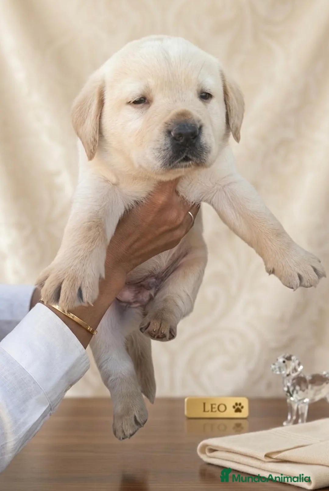 Labrador Retriever perros en venta: Último labrador dorado disponible!! 🐶✨ en Málaga - Anuncio 2