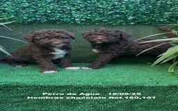 Perro de Agua Español perros en venta: Perro de Agua Español hembra - Anuncio 10