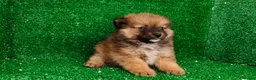 Pomerania perros en venta: Pomerania  - Anuncio 9