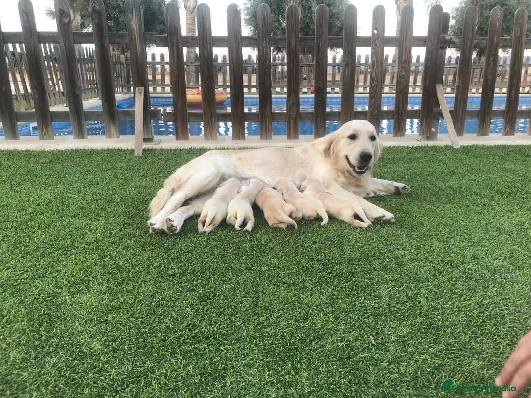 Golden Retriever perros en venta: Cachorros golden retriever con pedigree  - Anuncio 14