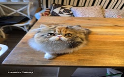 Ragdoll gatos en venta: Persa Pura Calico - Imagen 4