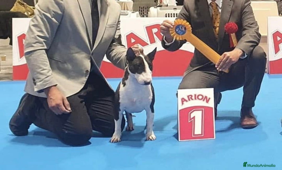 Bull Terrier Miniatura perros en venta: Bullterrier mini hembra excelentes líneas  - Anuncio 10