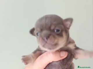 Chihuahua perros 🐾 Cachorros Chihuahua mini - Anuncio 3