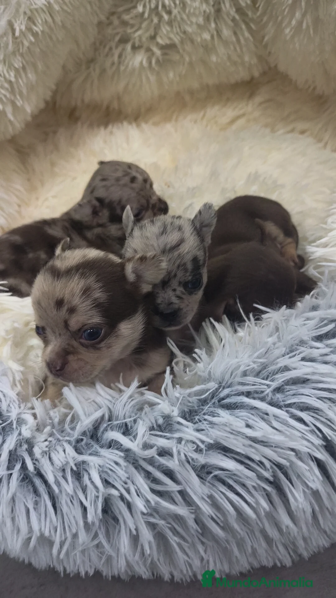 Chihuahua perros en venta: Chihuahuas exclusivos ♂️♀️🌈 merles y chocolate  - Anuncio 1