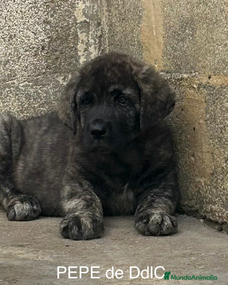 Mastín Español perros Mastín Español  - Anuncio 34