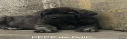 Mastín Español perros en venta: Mastín Español  - Anuncio 1