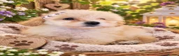 Caniche Toy perros en venta: CANICHE  - Anuncio 1