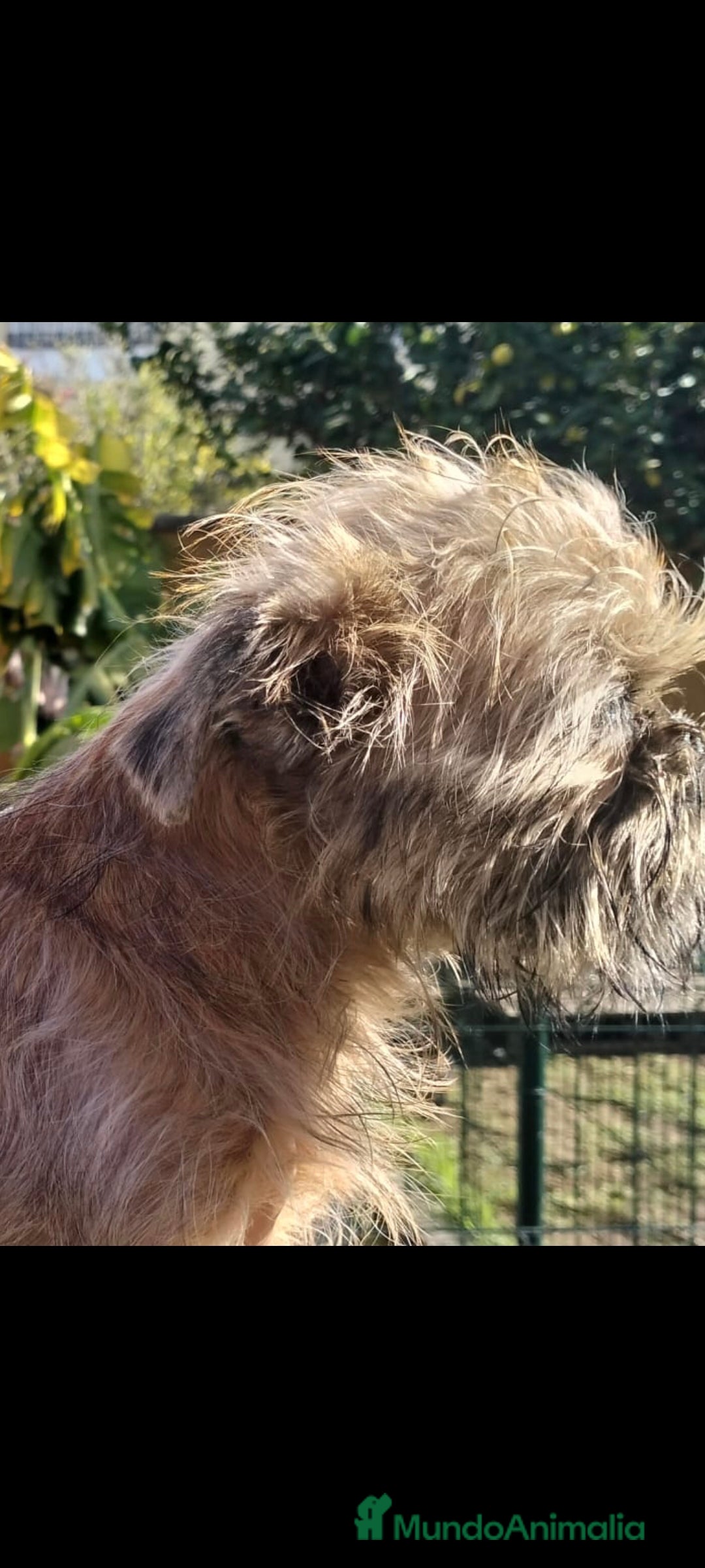 Grifón de Bruselas perros en venta: Griffon de bruselas - Anuncio 3