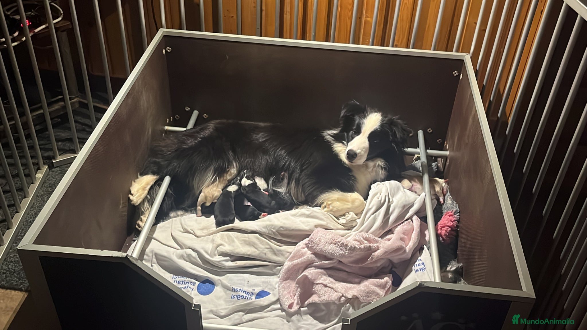 Border Collie perros en venta: Se venden cachorros Border Collie!!! - Anuncio 1