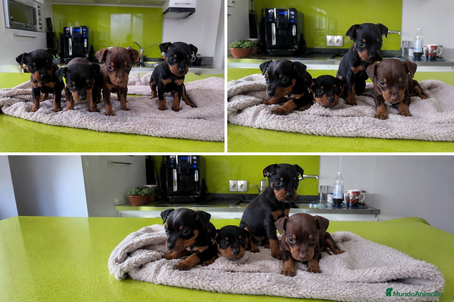 Pinscher Miniatura perros pinscher mini ( toda españa )  - Anuncio 1