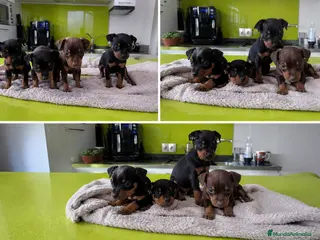 Pinscher Miniatura perros pinscher mini ( toda españa ) - Anuncio 1
