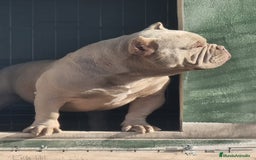 American Bully perros en venta: Cachorros American Bulli  - Imagen 12