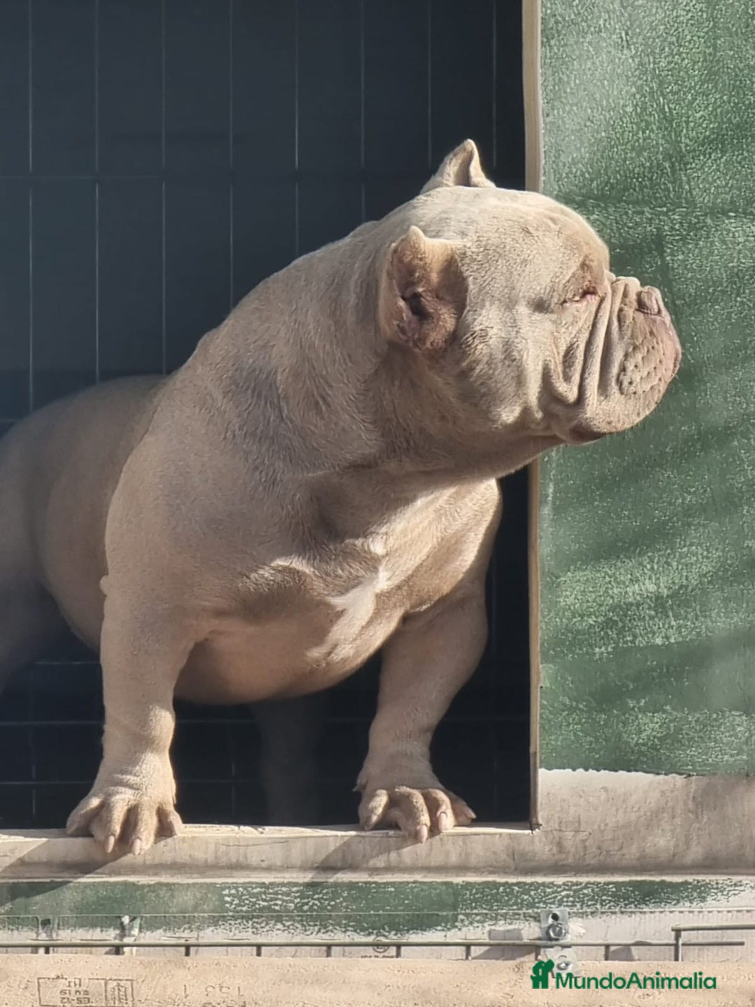 American Bully perros en venta: Cachorros American Bulli  - Imagen 12