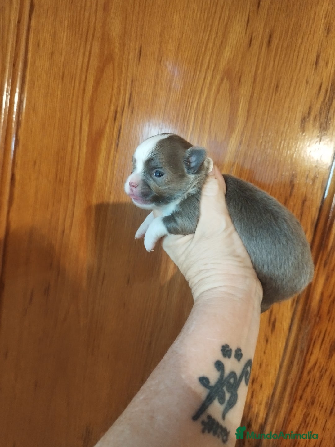 Chihuahua perros en venta: Chihuahua Toy excelente color - Imagen 3