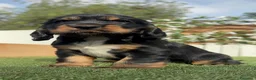 Cocker Spaniel Inglés perros en venta: COCKER SPANIEL INGLÉS  - Anuncio 5