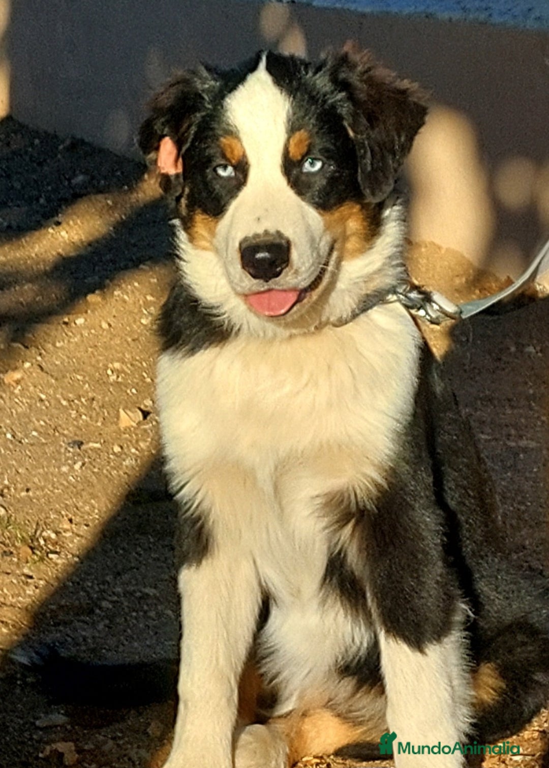 Pastor Australiano perros en venta: Macho con 6 meses - Anuncio 3