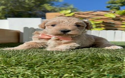Maltipoo perros en venta: MALTIPOO HEMBRA - Imagen 10