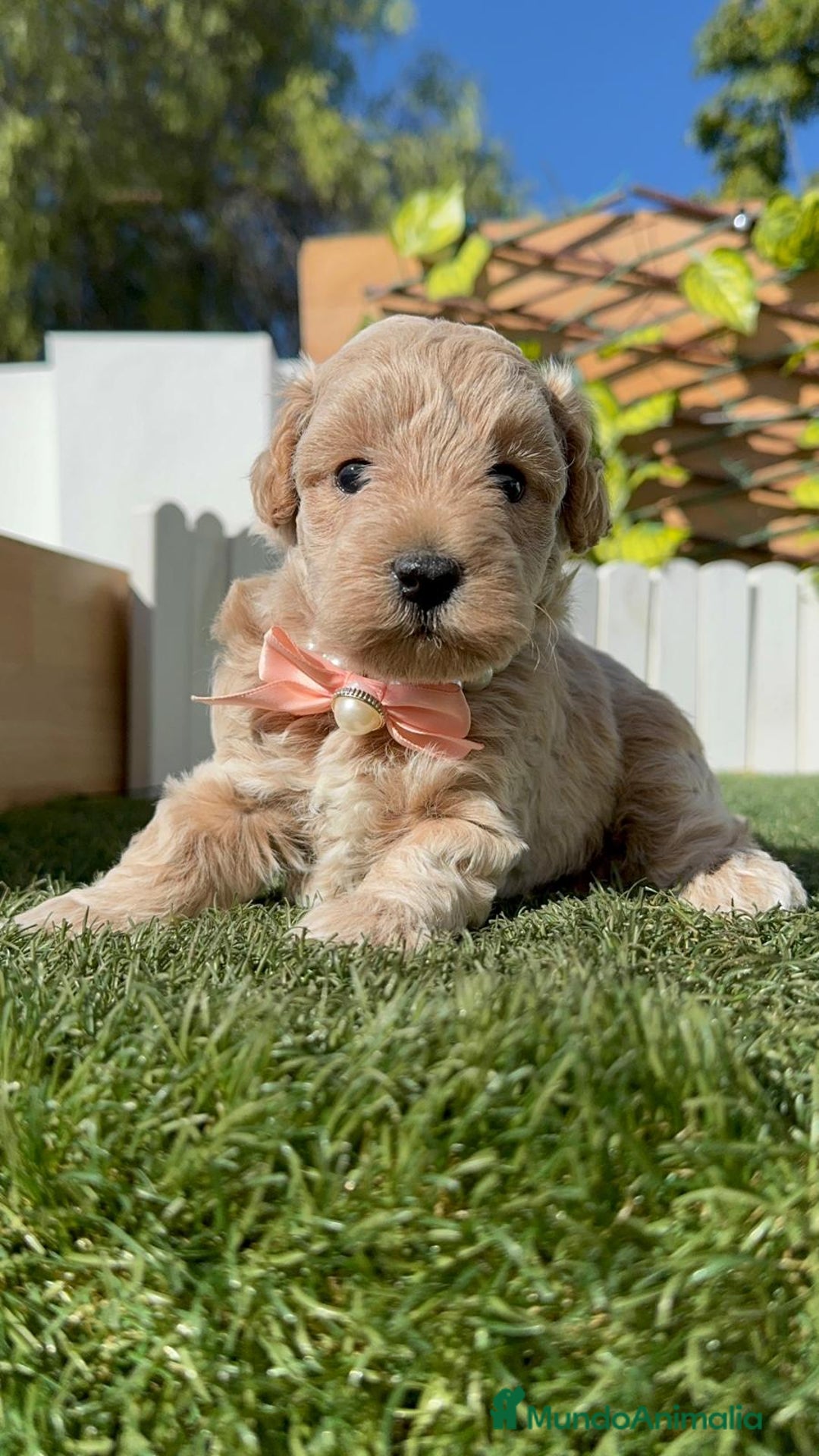 Maltipoo perros en venta: MALTIPOO HEMBRA - Imagen 10