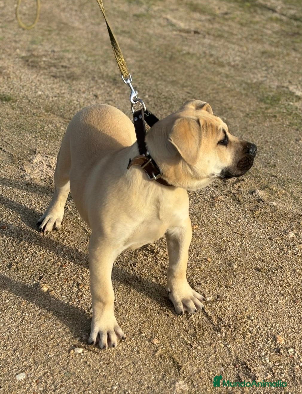 Presa Canario perros Cachorro macho presa canario - Anuncio 2