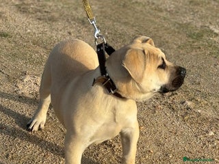 Presa Canario perros Cachorro macho presa canario - Anuncio 2