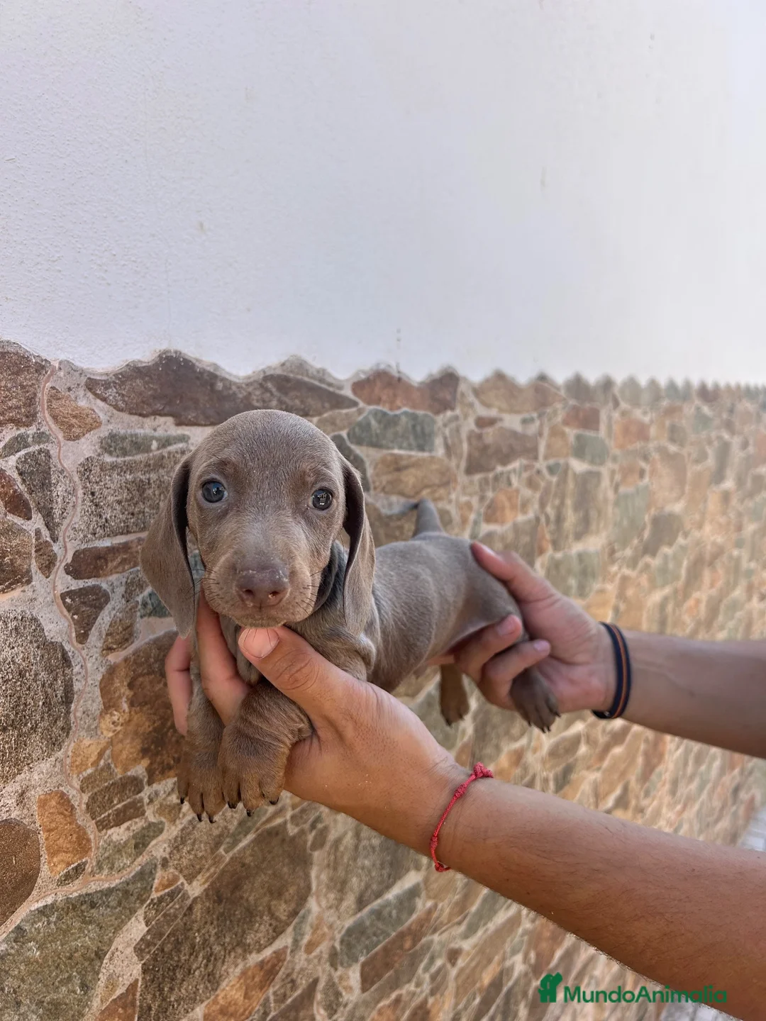 Teckel Miniatura perros en venta: teckel isabela  - Anuncio 2