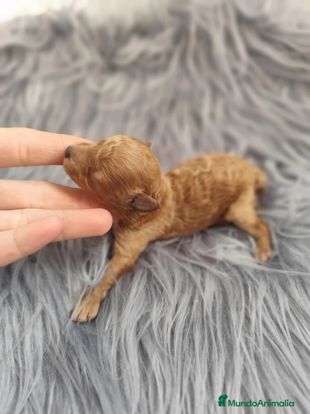 Caniche Toy perros en venta: Caniche tácita de te  - Anuncio 7