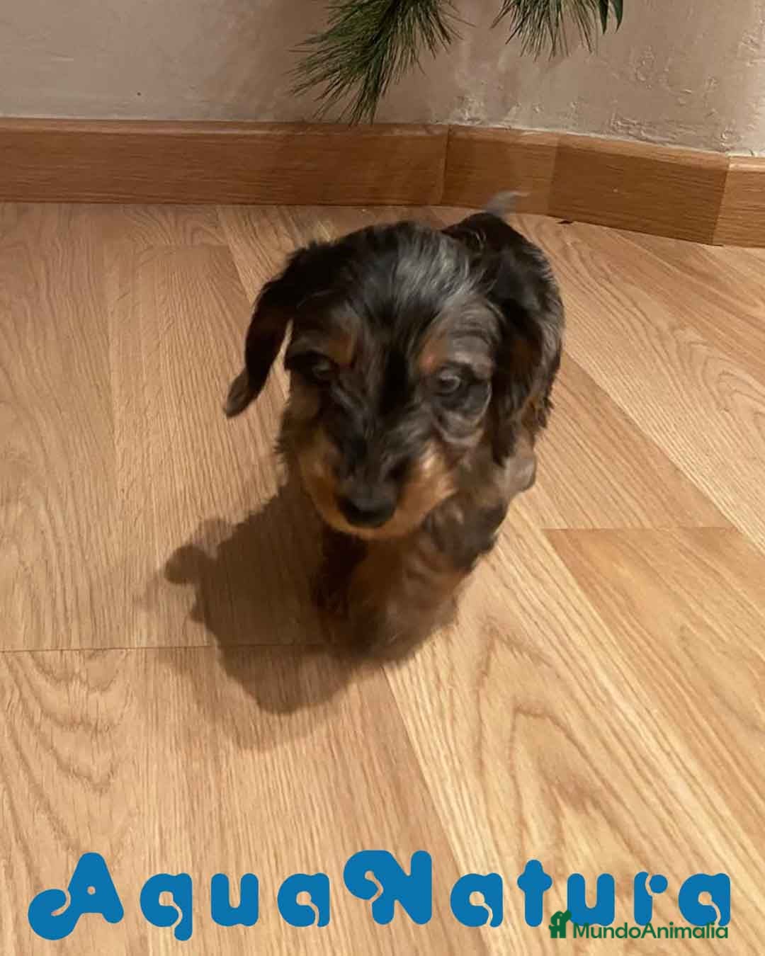 Teckel Miniatura perros en venta: Teckel Macho Pelo Largo 1999 AQUANATURA - Anuncio 2