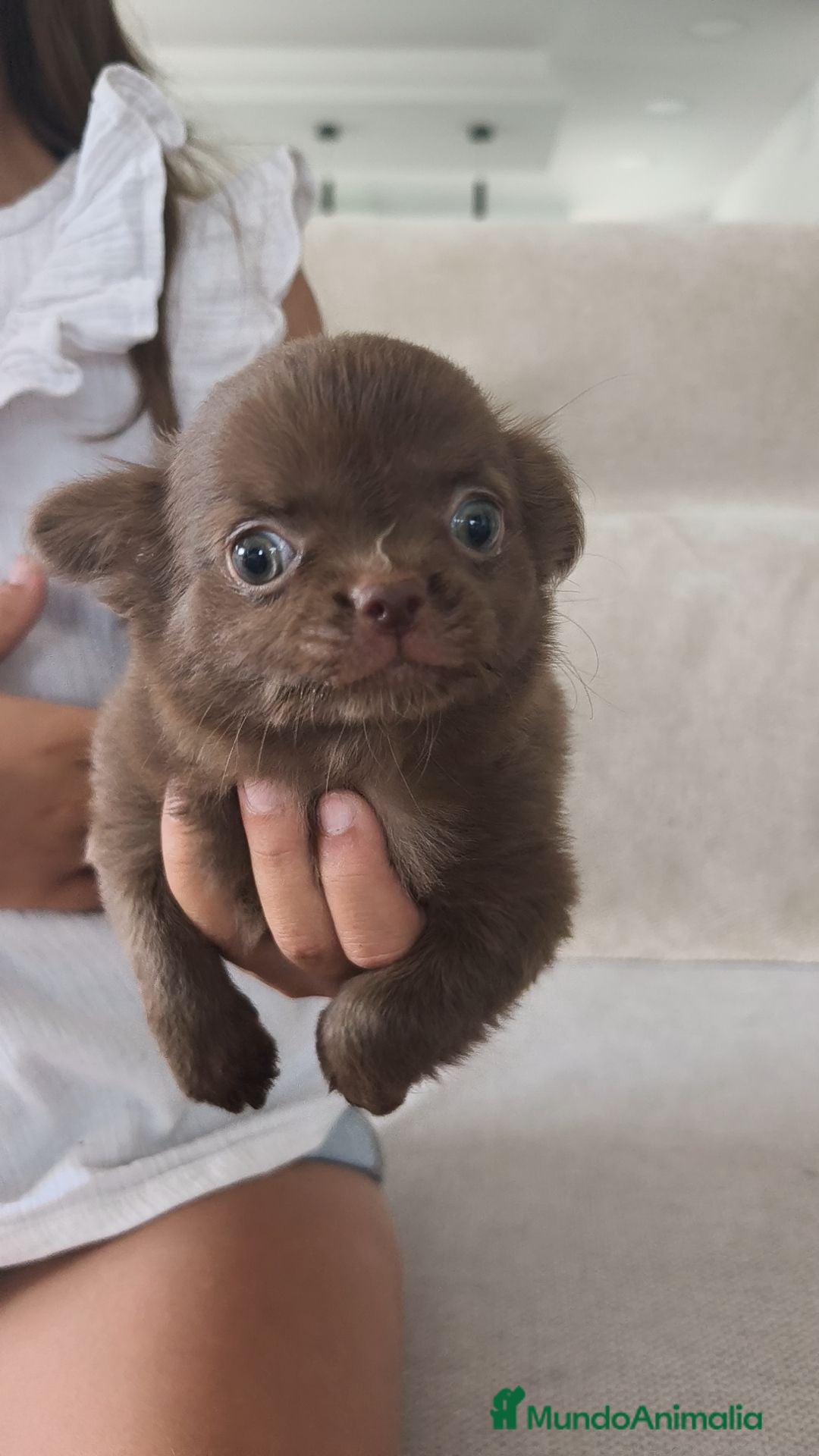 Chihuahua perros Chihuahua hembra pelo largo chocolate 🍫 - Anuncio 2
