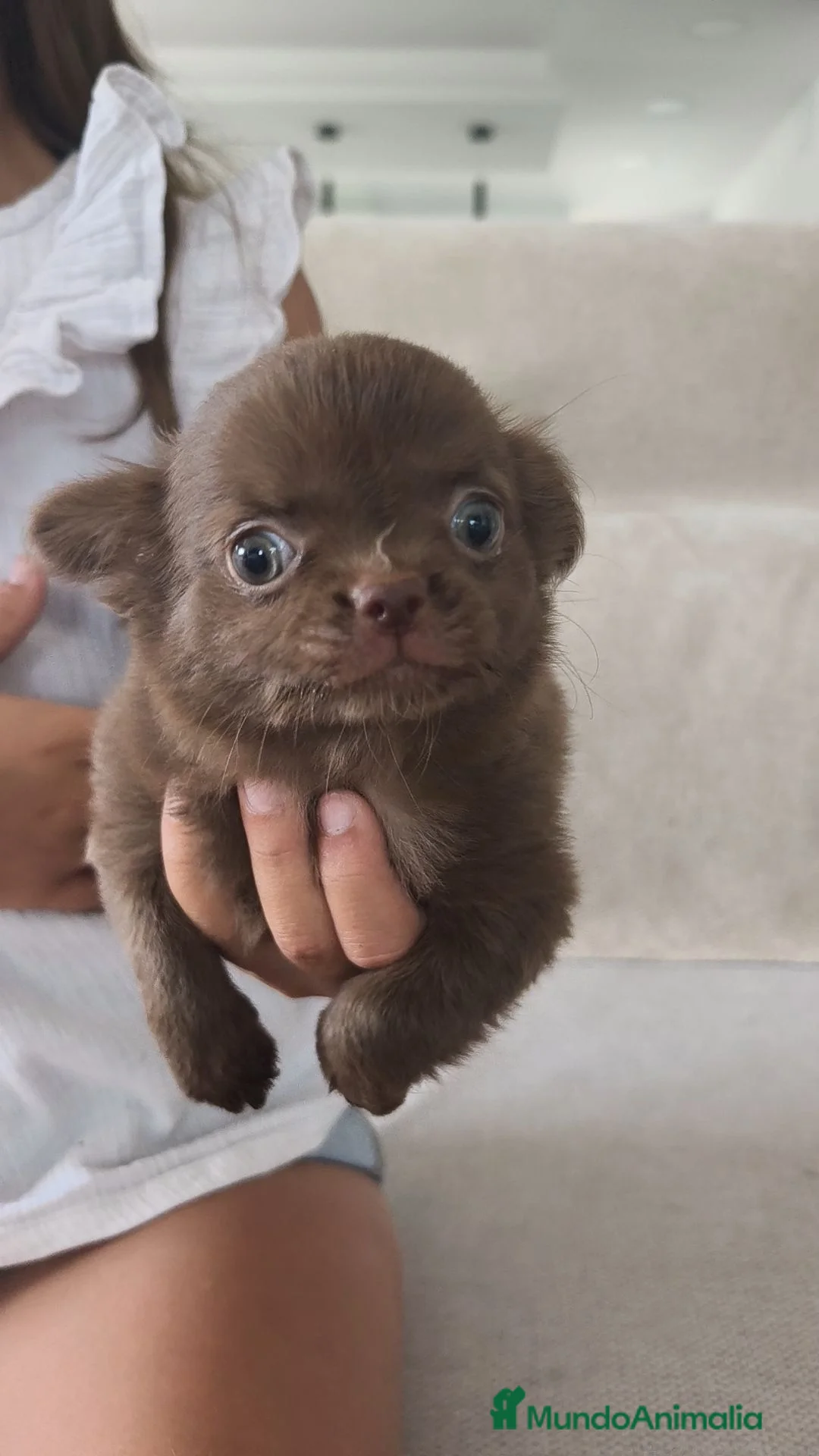 Chihuahua perros en venta: Chihuahua hembra pelo largo chocolate 🍫 - Anuncio 1