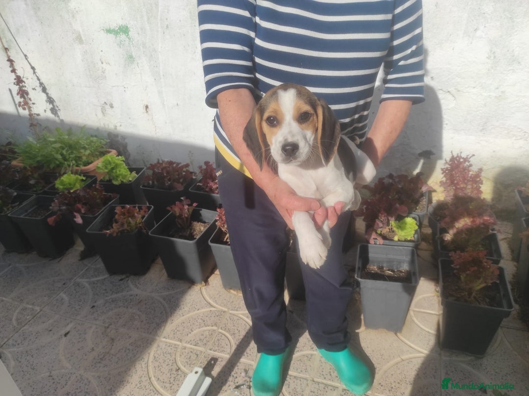 Beagle perros en venta: Beagle  - Anuncio 5