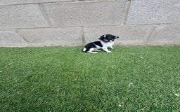 Chihuahua perros en venta: Chihuahua micro toy - Imagen 8
