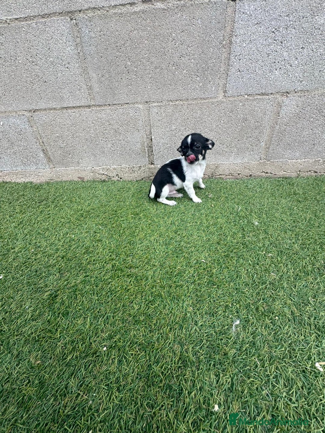 Chihuahua perros en venta: Chihuahua micro toy - Imagen 8