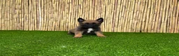 Pastor Belga Malinois perros en venta: MALINOIS - Anuncio 2