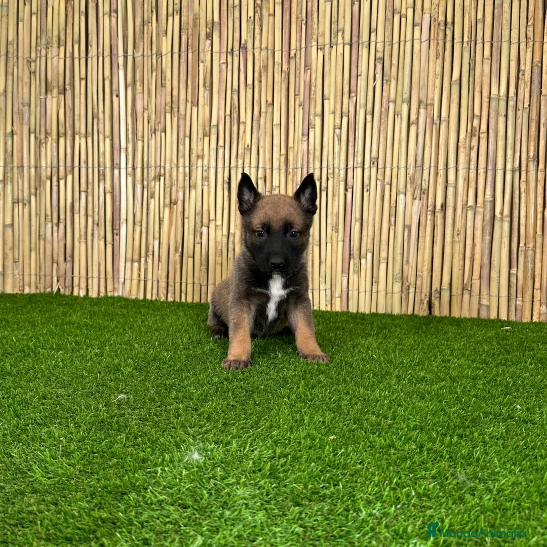 Pastor Belga Malinois perros en venta: MALINOIS - Anuncio 2