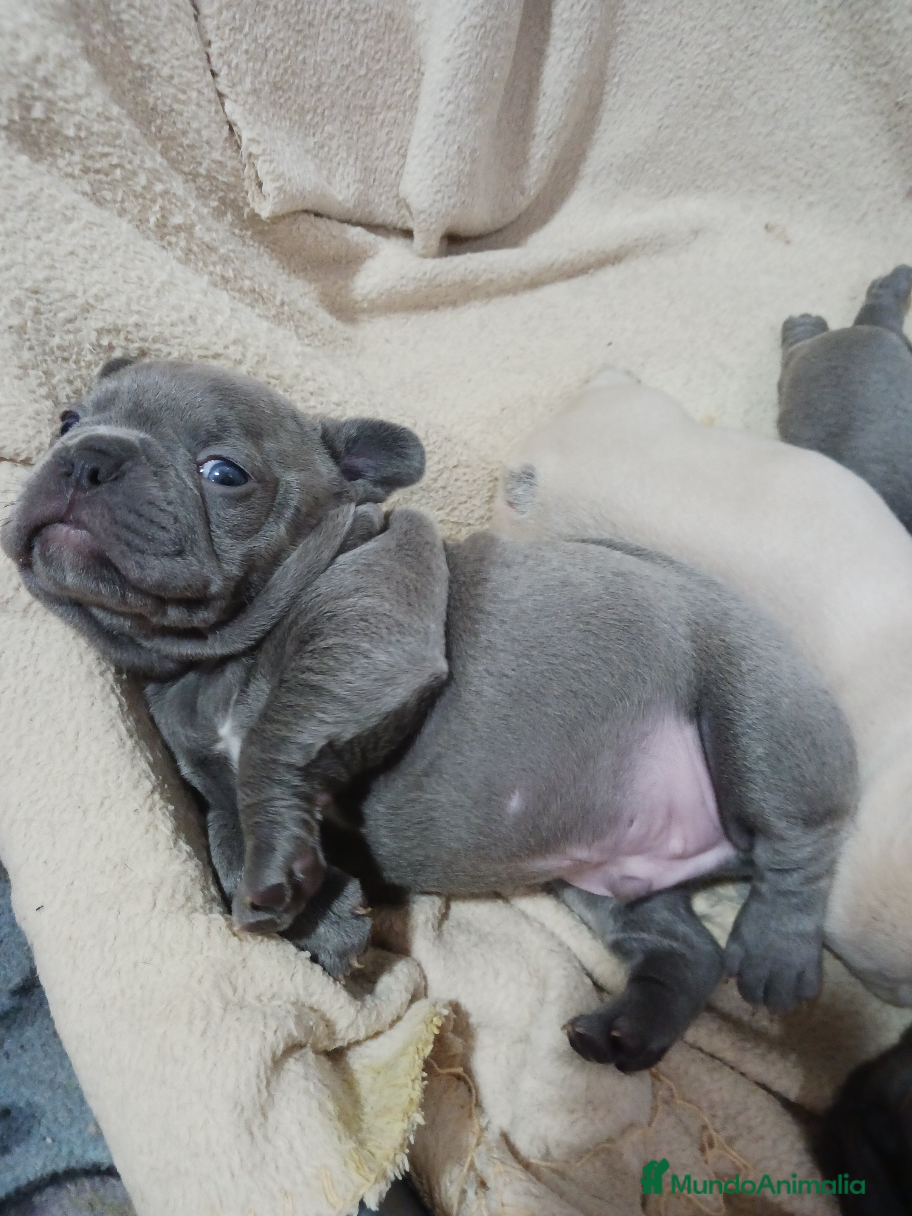 Bulldog Francés perros Bulldog frances  - Anuncio 2