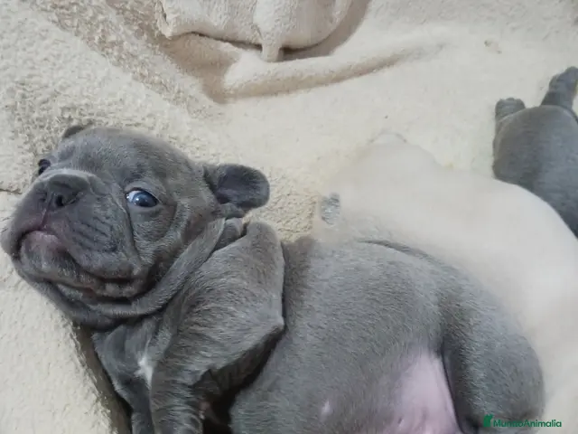 Bulldog Francés perros Bulldog frances - Anuncio 2