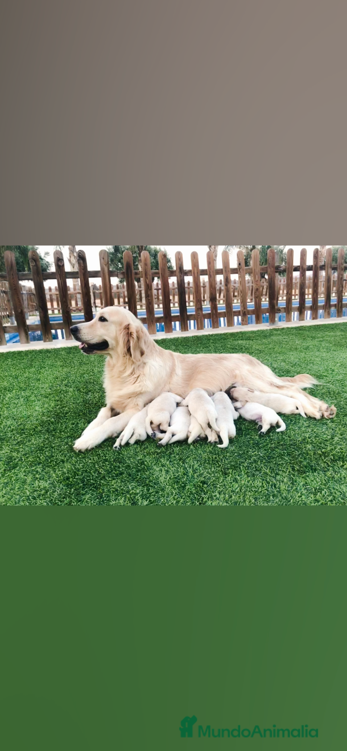 Golden Retriever perros Cachorros Golden retriever con pedigree  - Anuncio 2